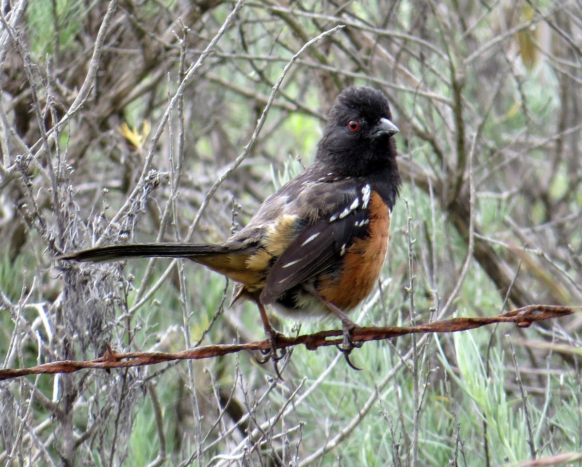 Spotted Towhee - ML619289452