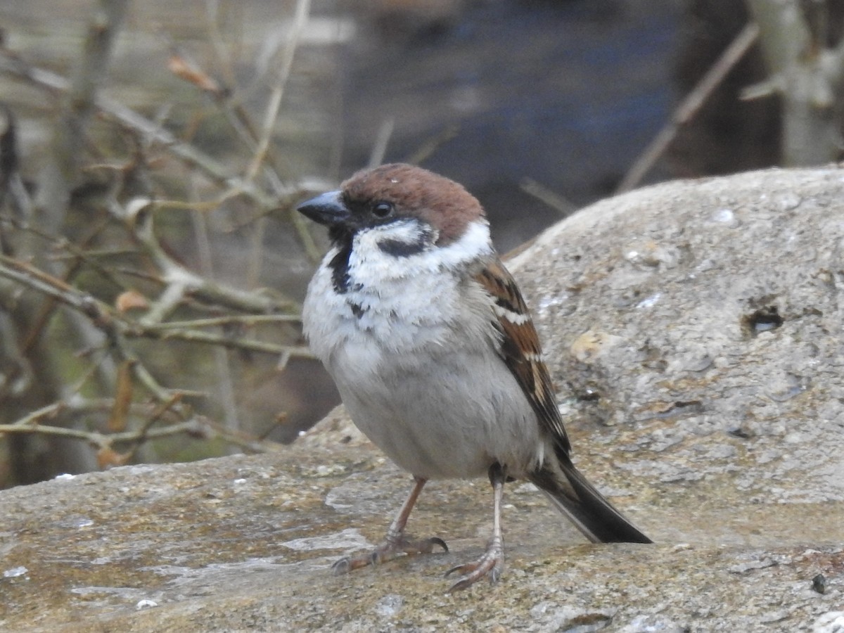Eurasian Tree Sparrow - ML619289464