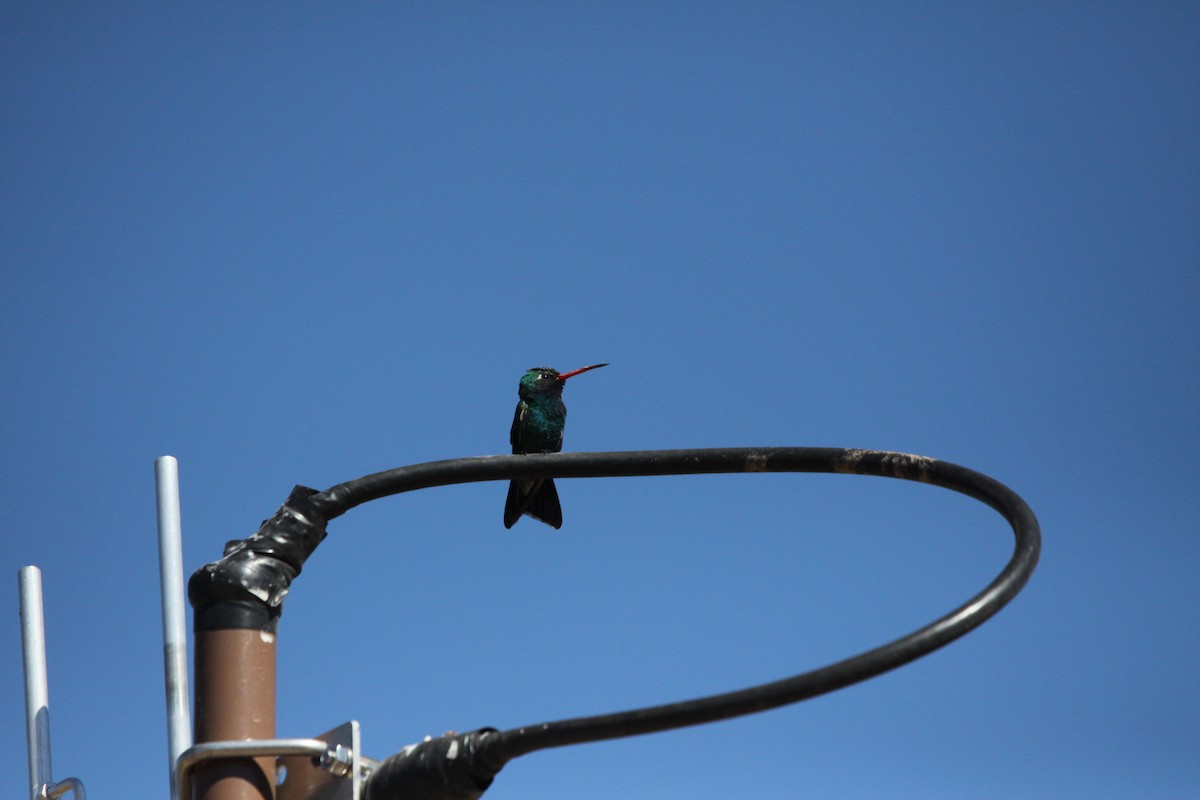 Broad-billed Hummingbird - ML619289476