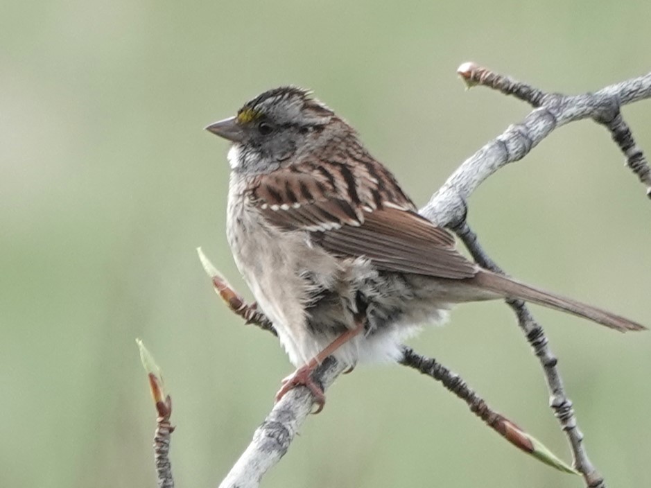 White-throated Sparrow - ML619289500