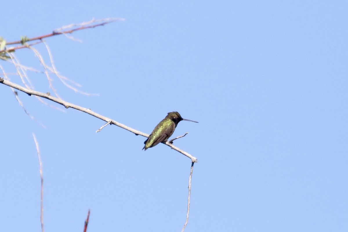 Black-chinned Hummingbird - ML619289545