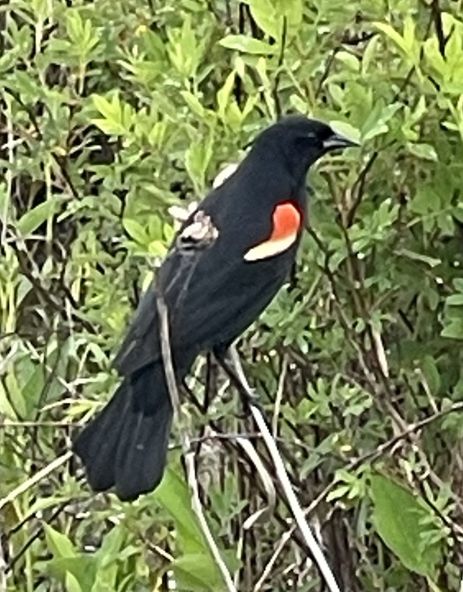 Red-winged Blackbird - ML619289546