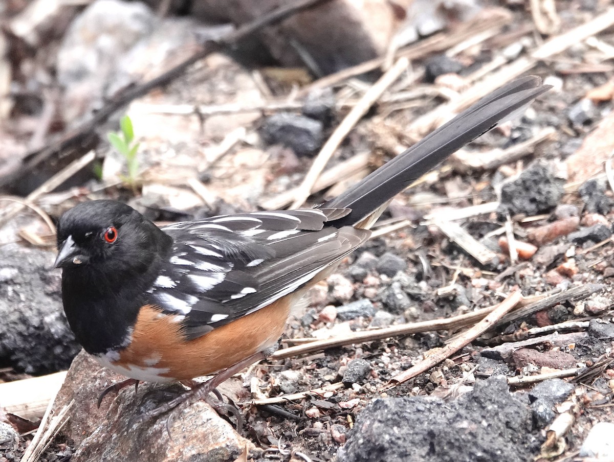 Spotted Towhee - ML619289547