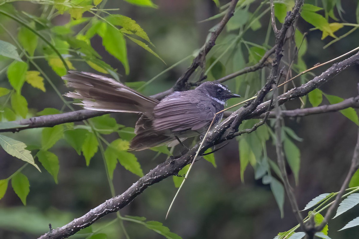 Spot-breasted Fantail - ML619289583