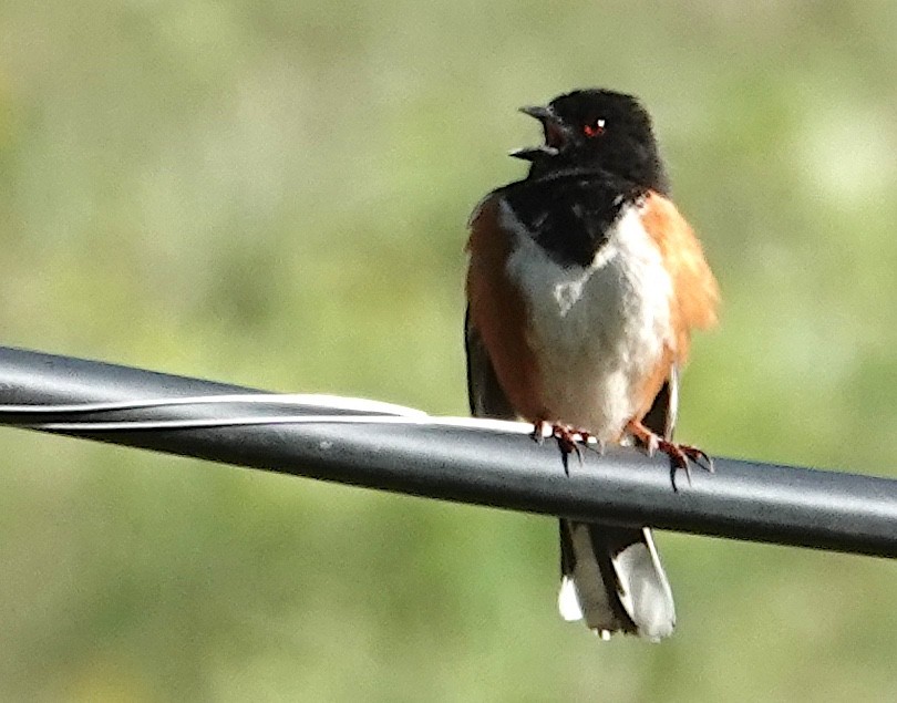 Spotted Towhee - ML619289593