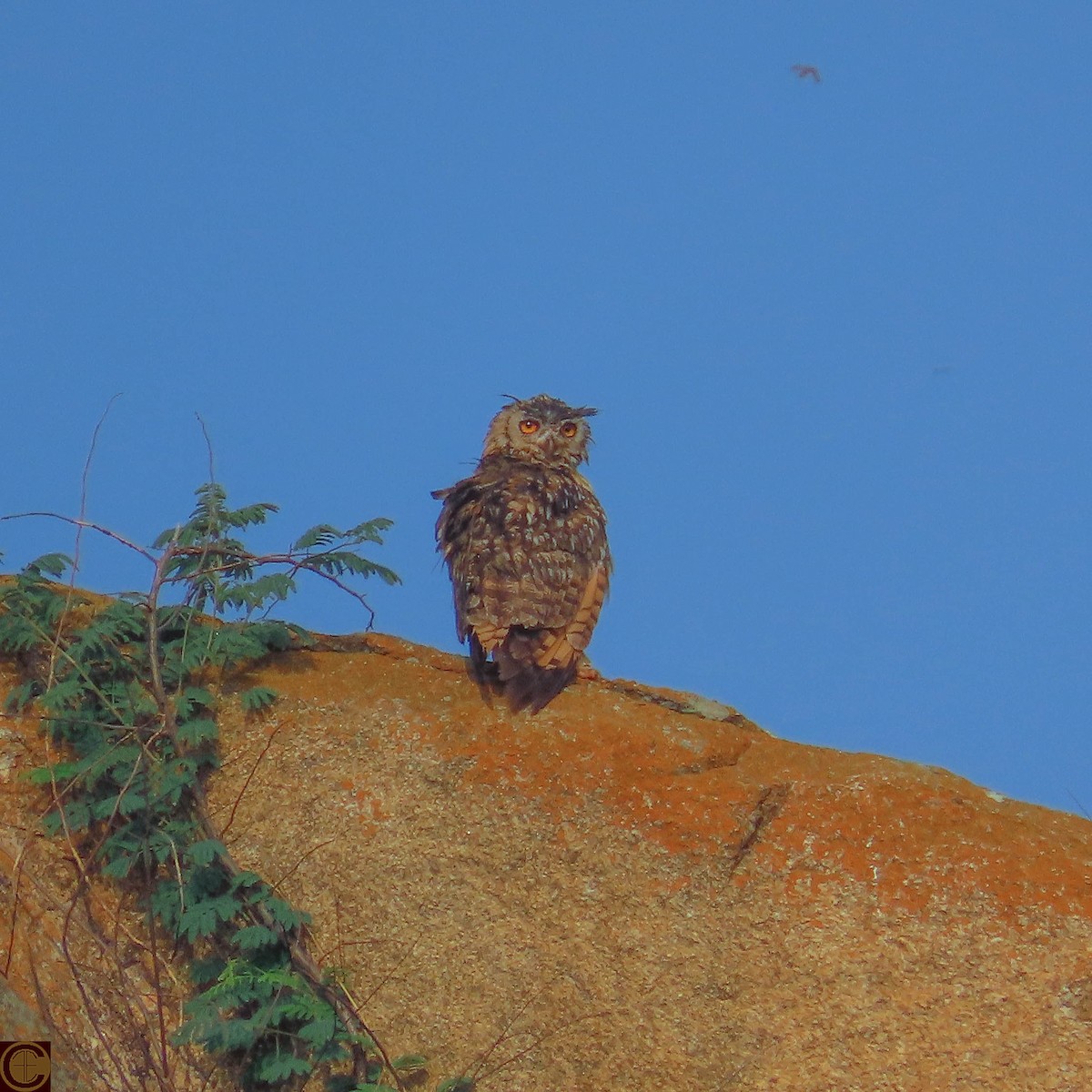 Rock Eagle-Owl - ML619289595