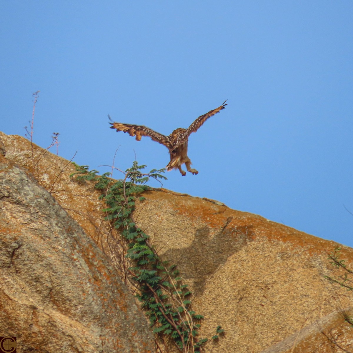 Rock Eagle-Owl - ML619289596