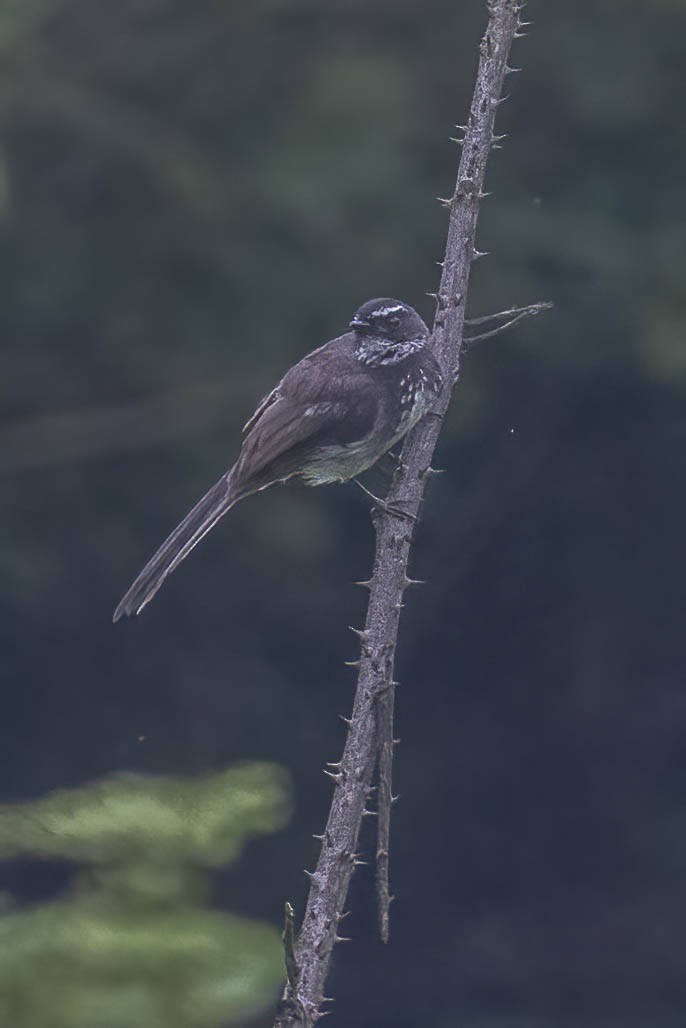 Spot-breasted Fantail - ML619289600