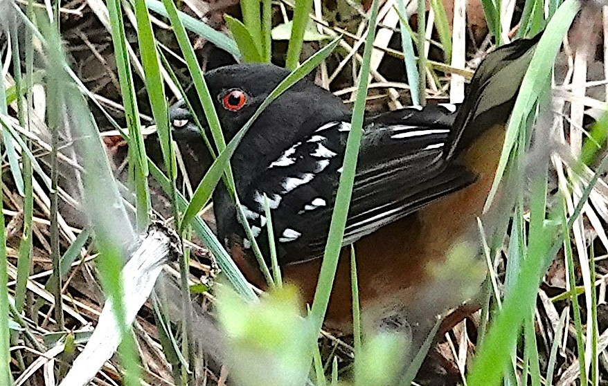Spotted Towhee - ML619289605