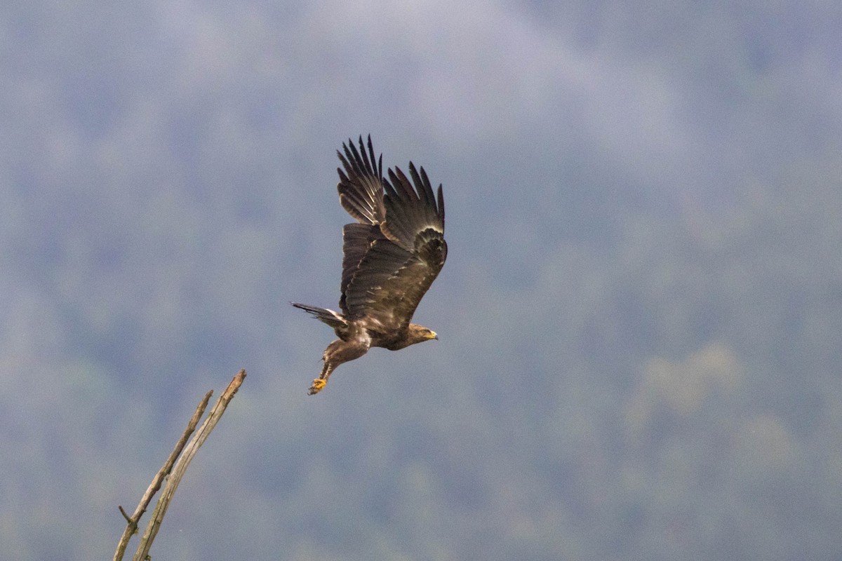Lesser Spotted Eagle - ML619289628