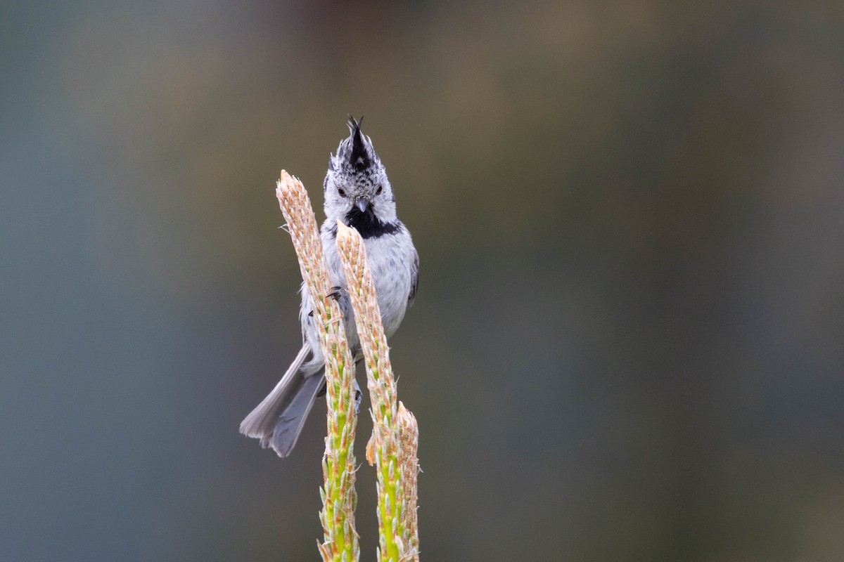 Crested Tit - ML619289651