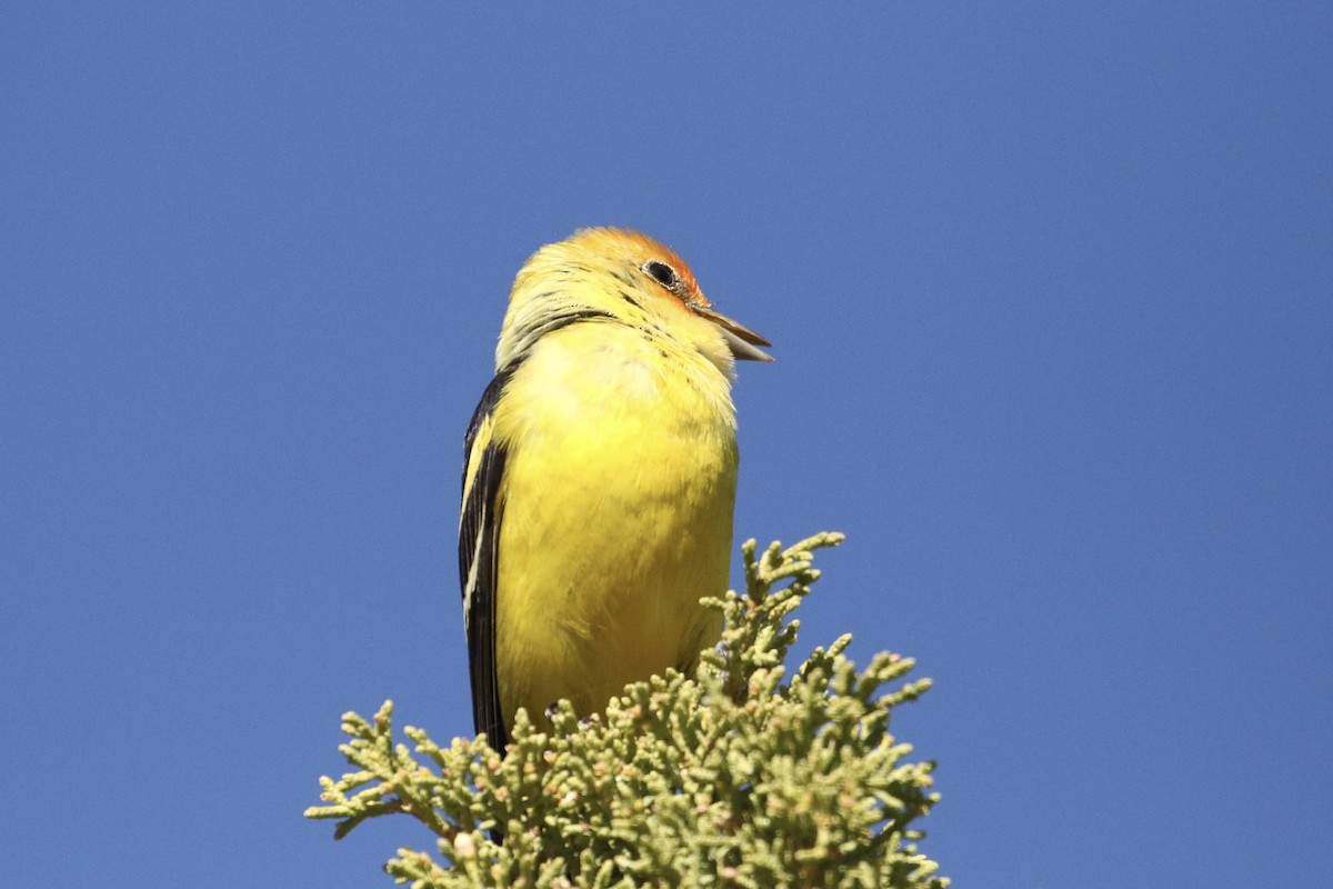 Western Tanager - ML619289659