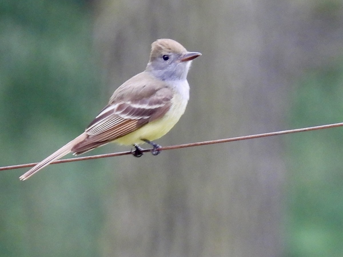 Great Crested Flycatcher - ML619289686