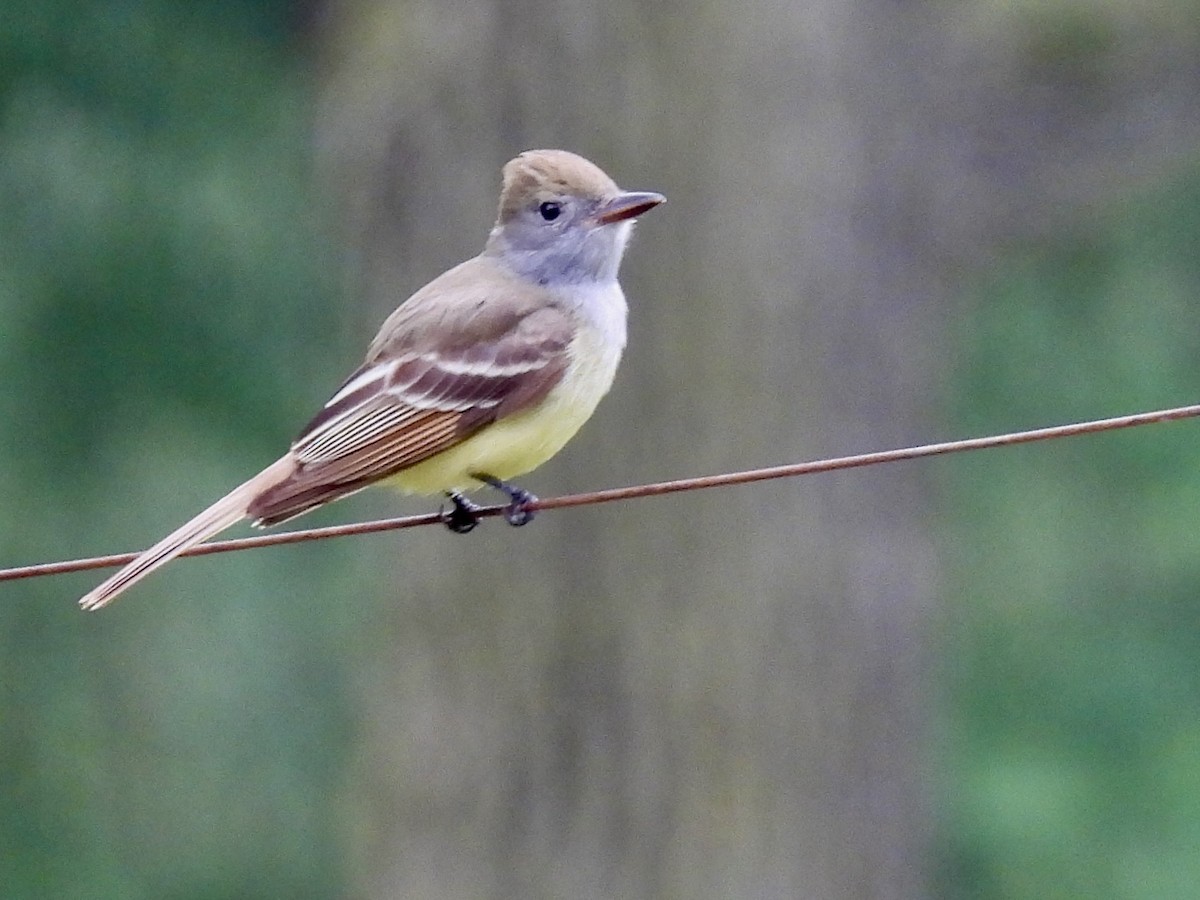 Great Crested Flycatcher - ML619289687