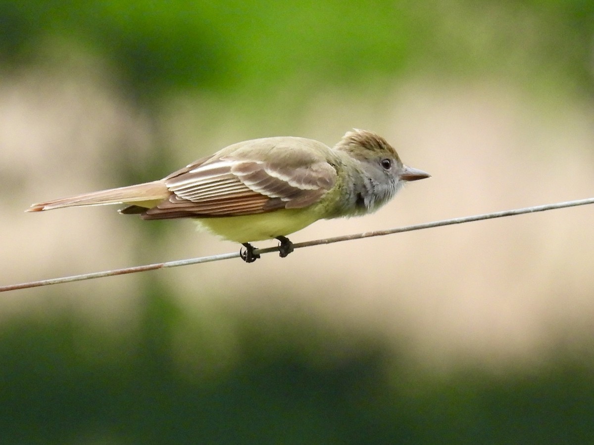 Great Crested Flycatcher - ML619289688