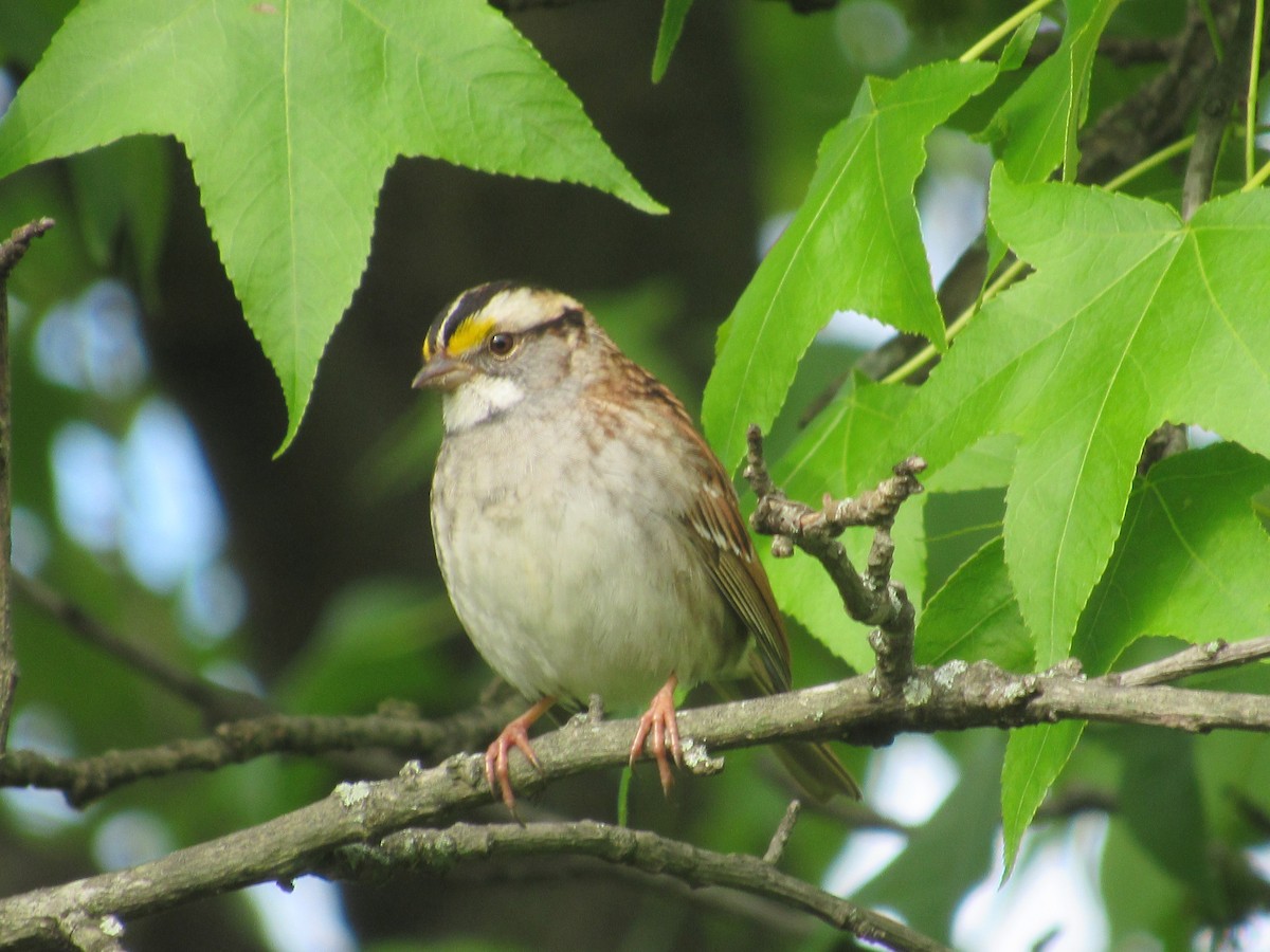 White-throated Sparrow - ML619289692