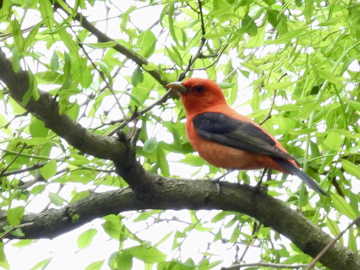 Scarlet Tanager - ML619289704