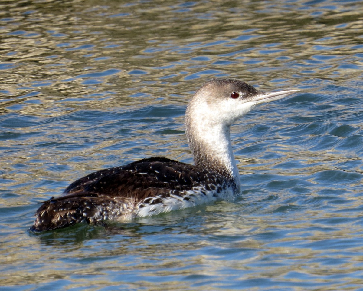 Red-throated Loon - ML619289707