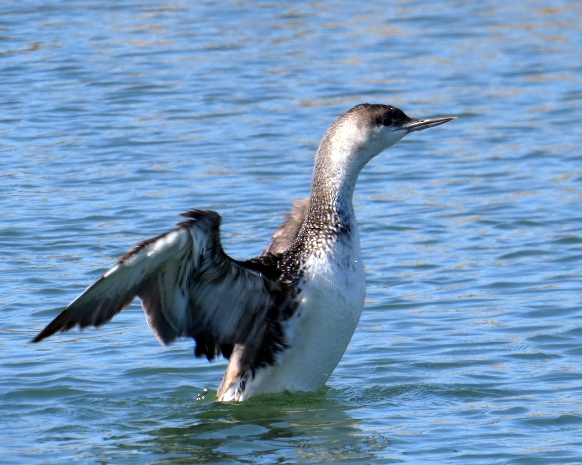 Red-throated Loon - ML619289709