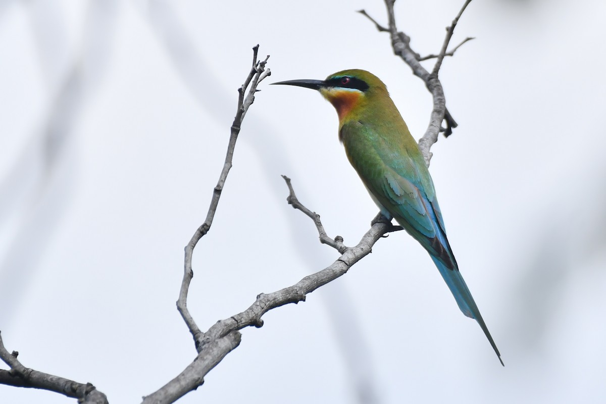 Blue-tailed Bee-eater - ML619289721