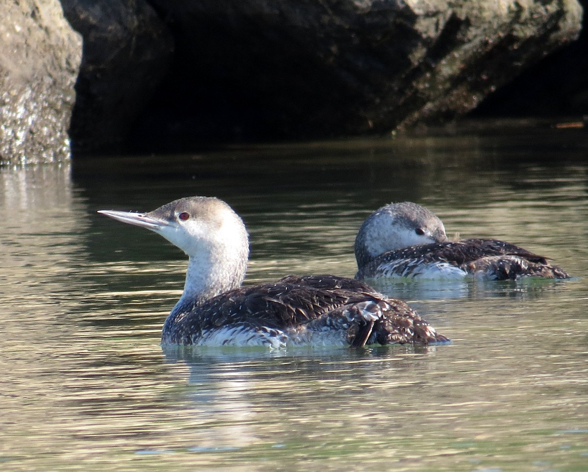 Red-throated Loon - ML619289749