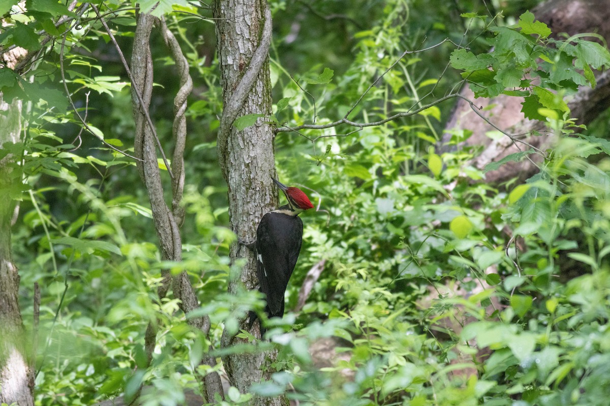 Pileated Woodpecker - ML619289762