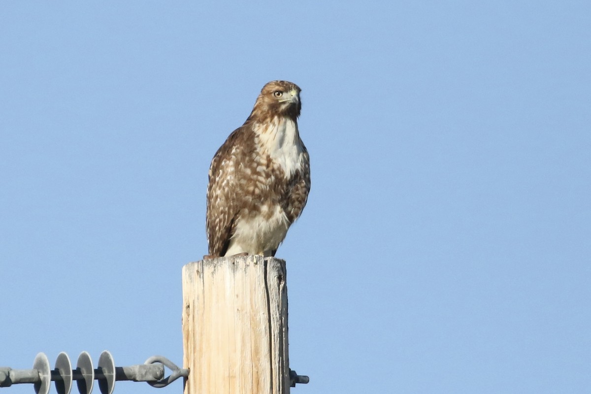 Red-tailed Hawk - ML619289788