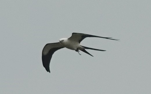 Swallow-tailed Kite - ML619289789