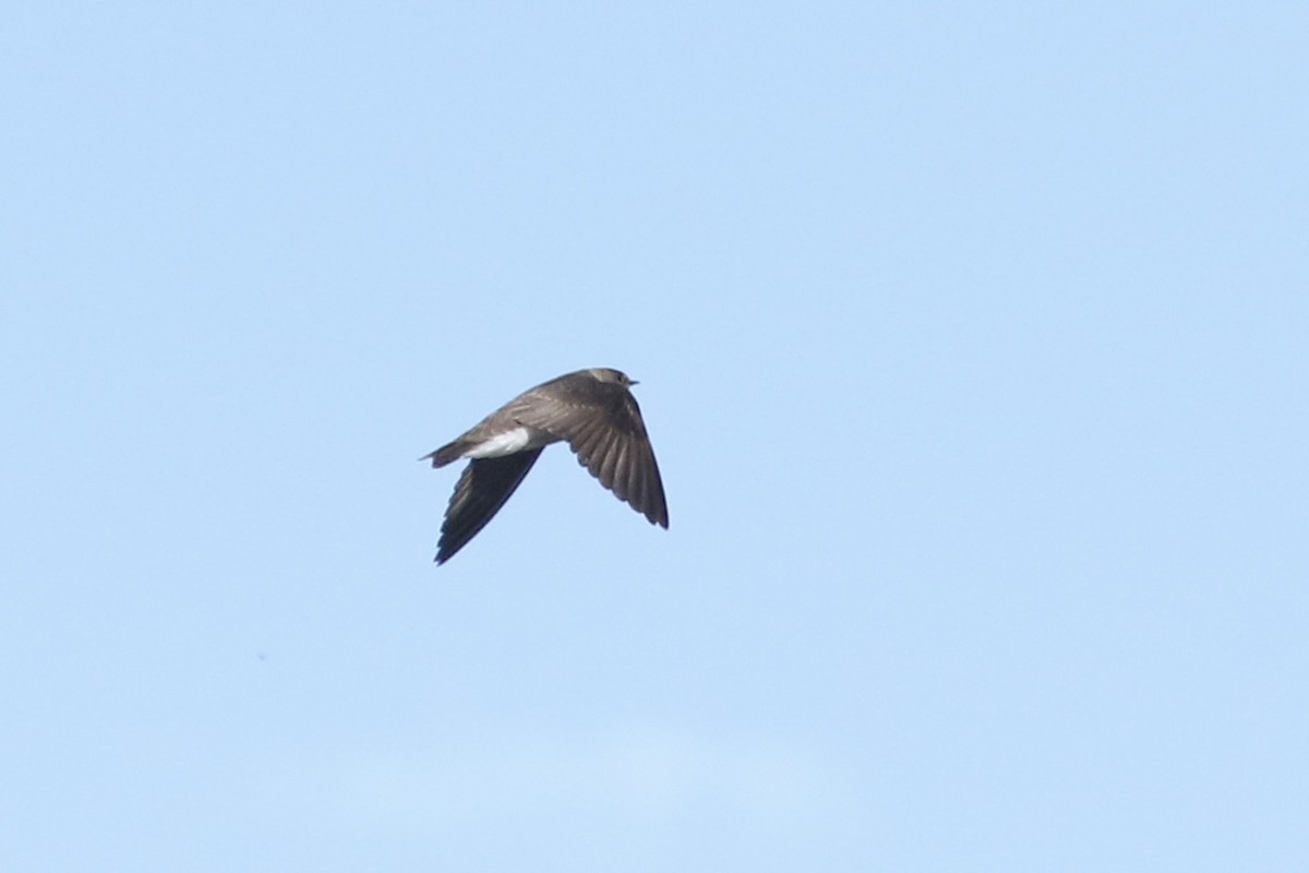 Northern Rough-winged Swallow - ML619289793