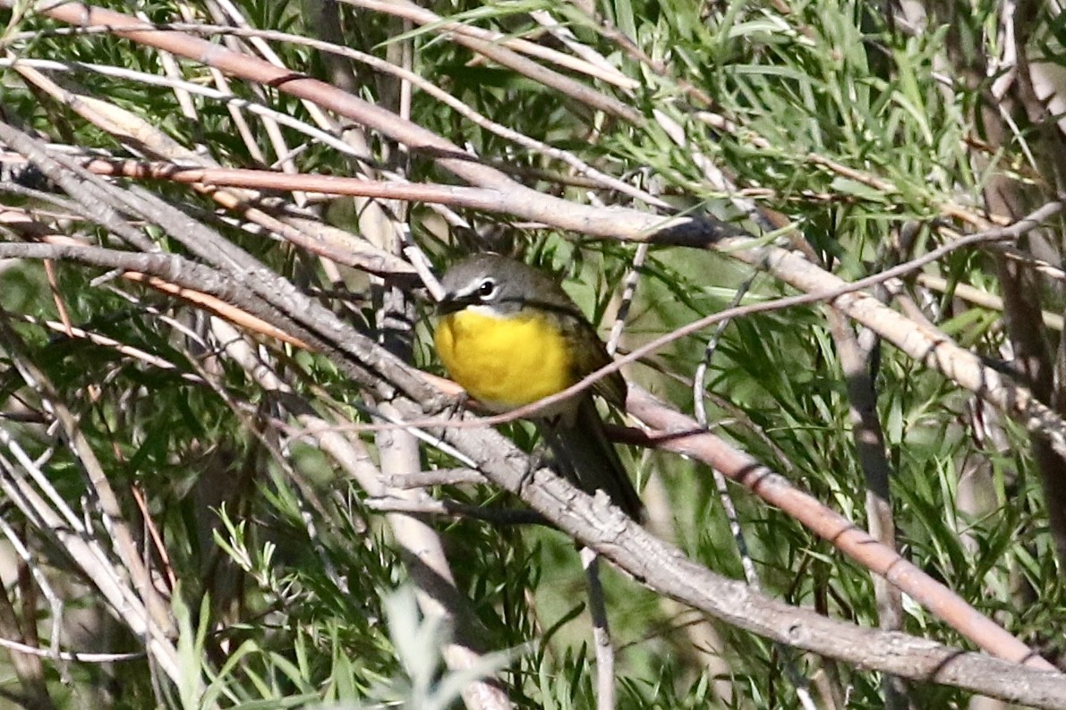 Yellow-breasted Chat - ML619289803