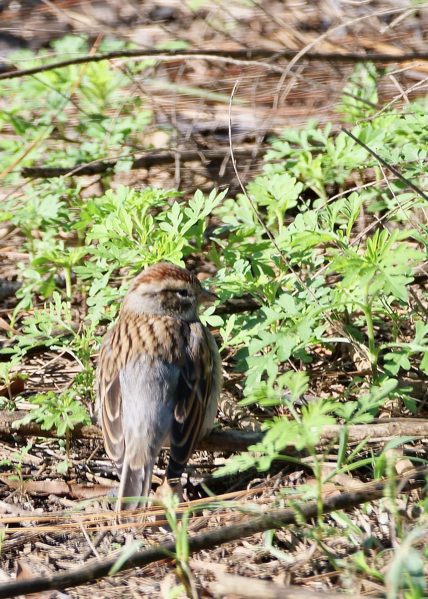 Chipping Sparrow - ML619289886