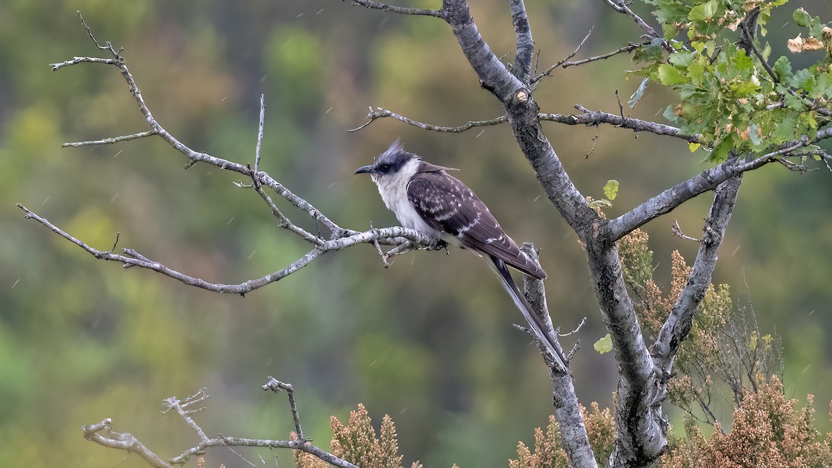Great Spotted Cuckoo - ML619289888