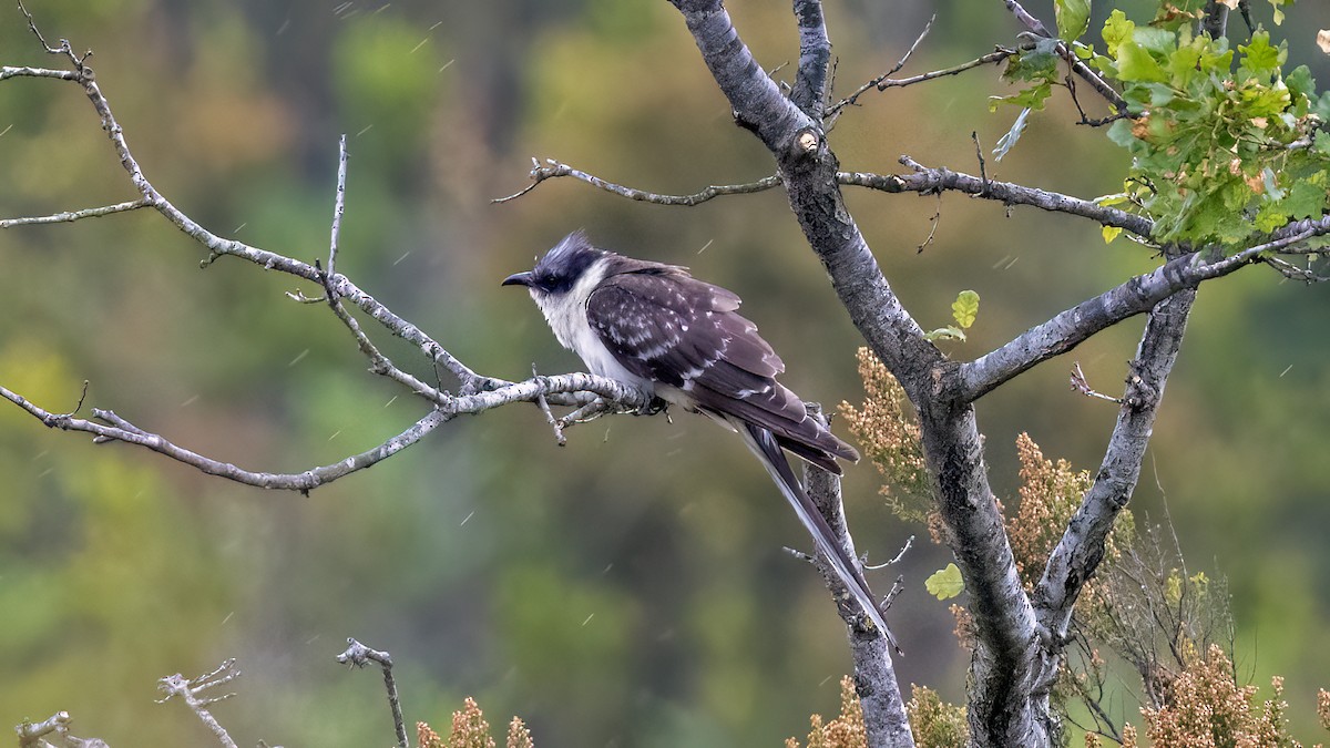 Great Spotted Cuckoo - ML619289889