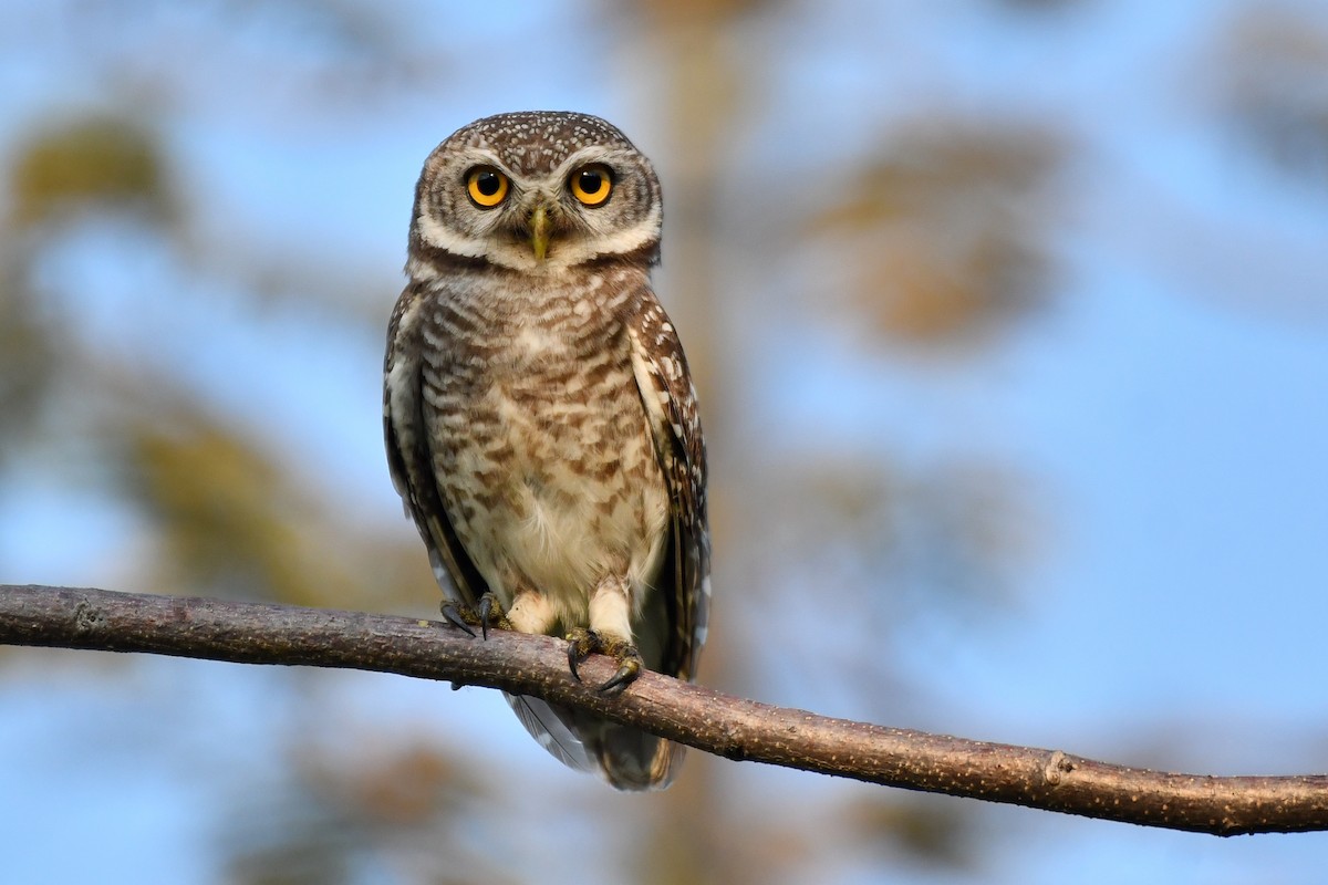 Spotted Owlet - ML619289896