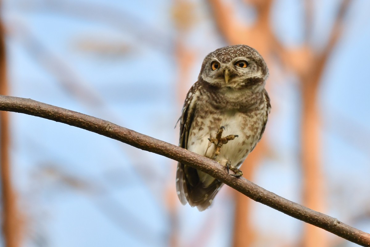 Spotted Owlet - ML619289897