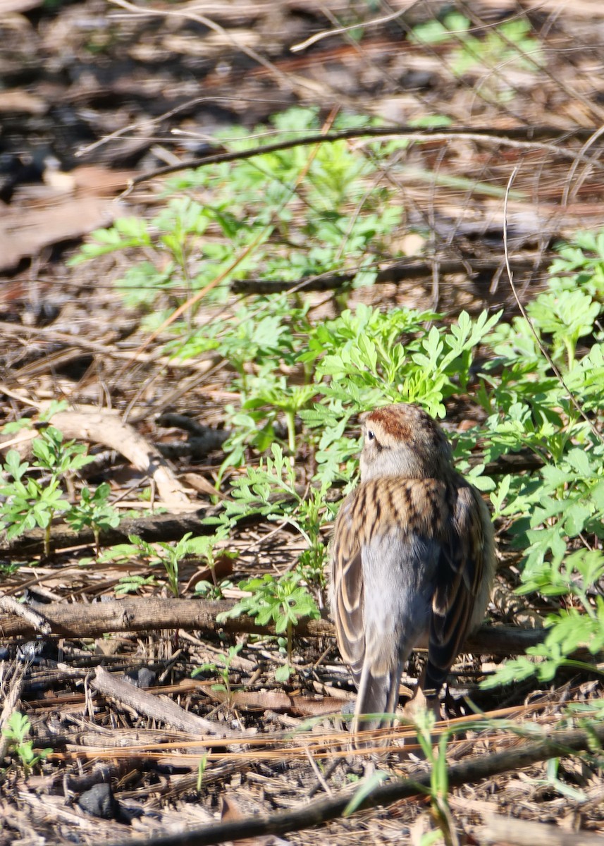 Chipping Sparrow - ML619289898