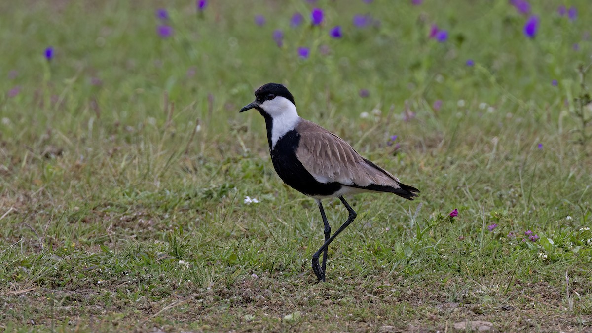 Spur-winged Lapwing - ML619289905