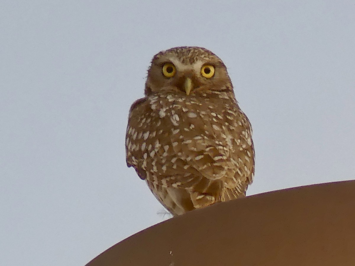 Burrowing Owl - ML619289911
