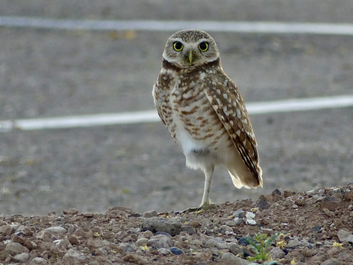 Burrowing Owl - ML619289913