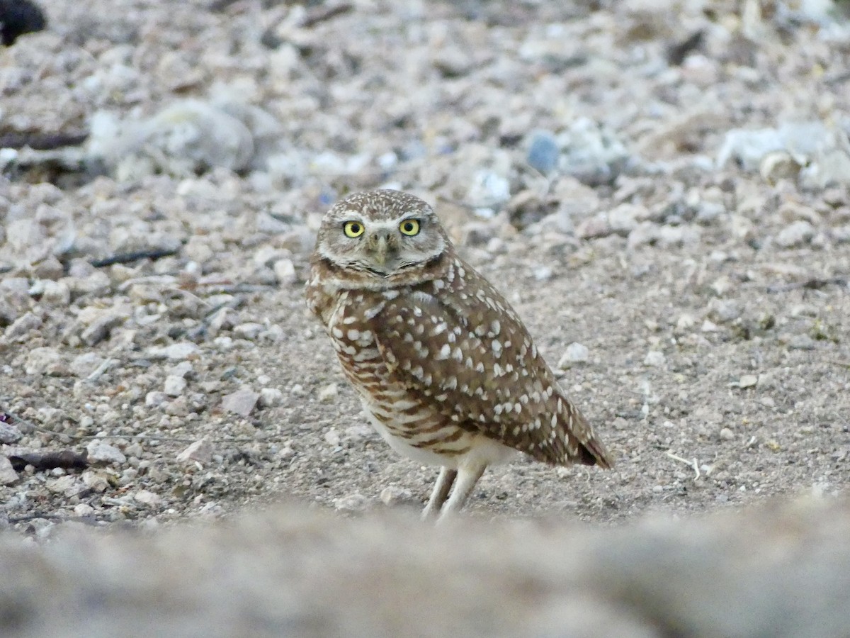 Burrowing Owl - ML619289914