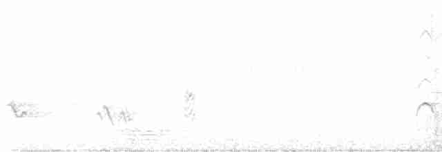 Белокрылый трупиал - ML619289928