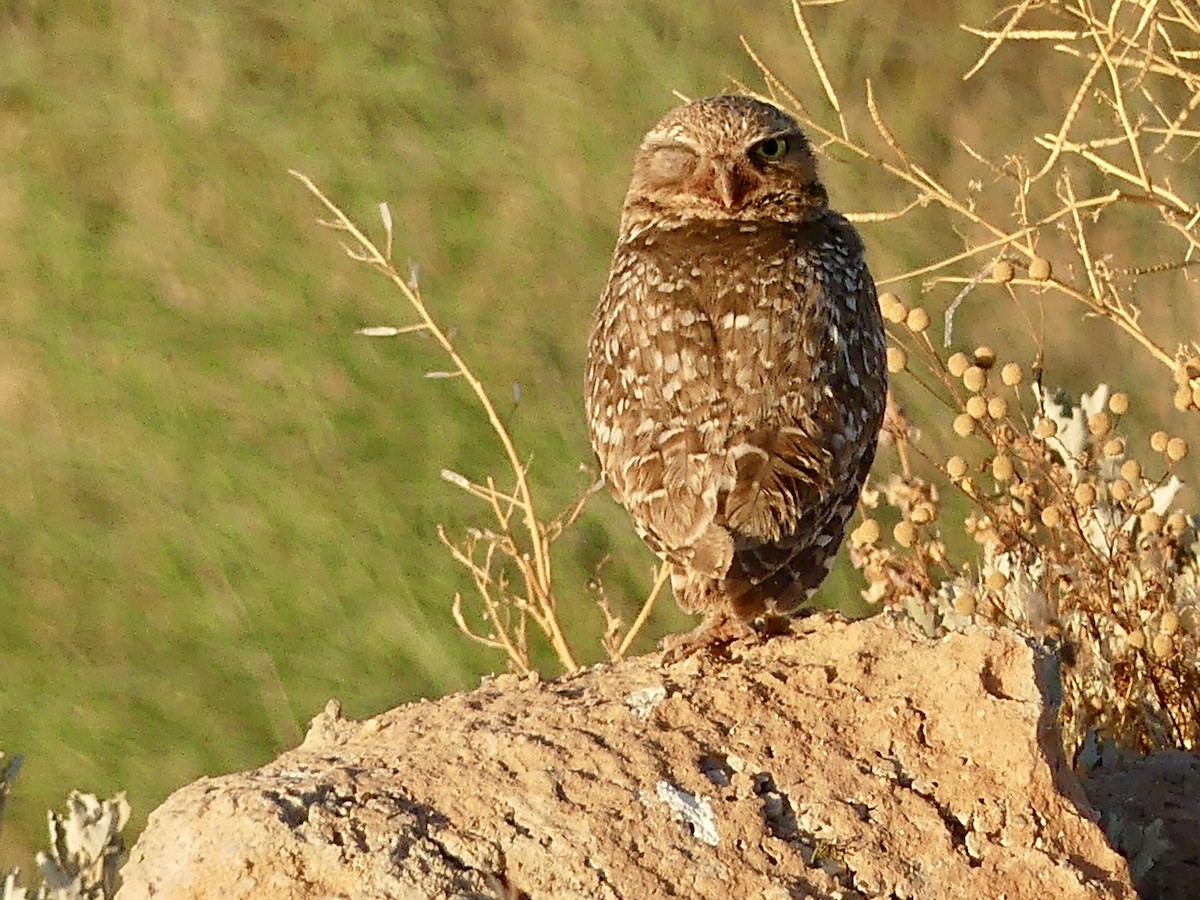 Burrowing Owl - ML619289939