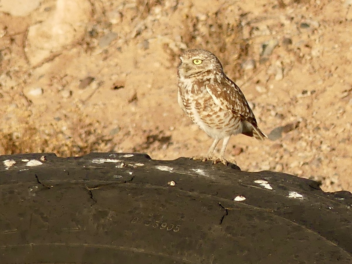 Burrowing Owl - ML619289948