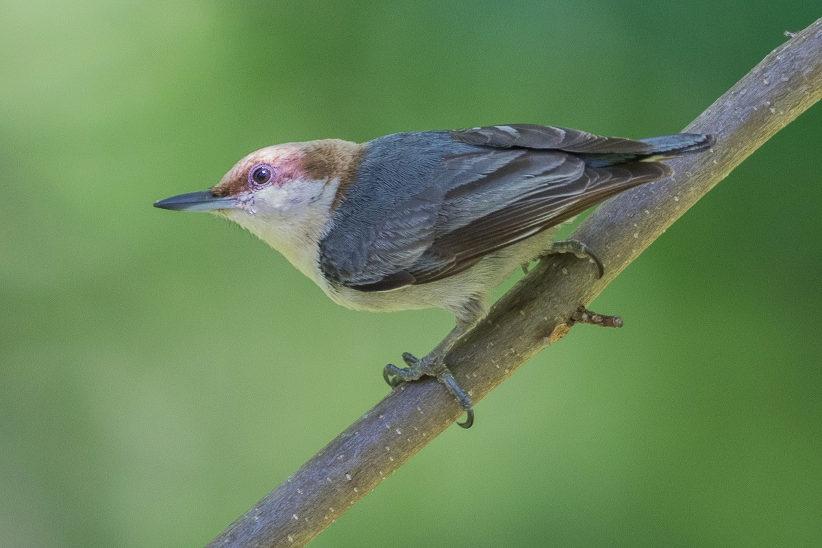 Brown-headed Nuthatch - ML619289954