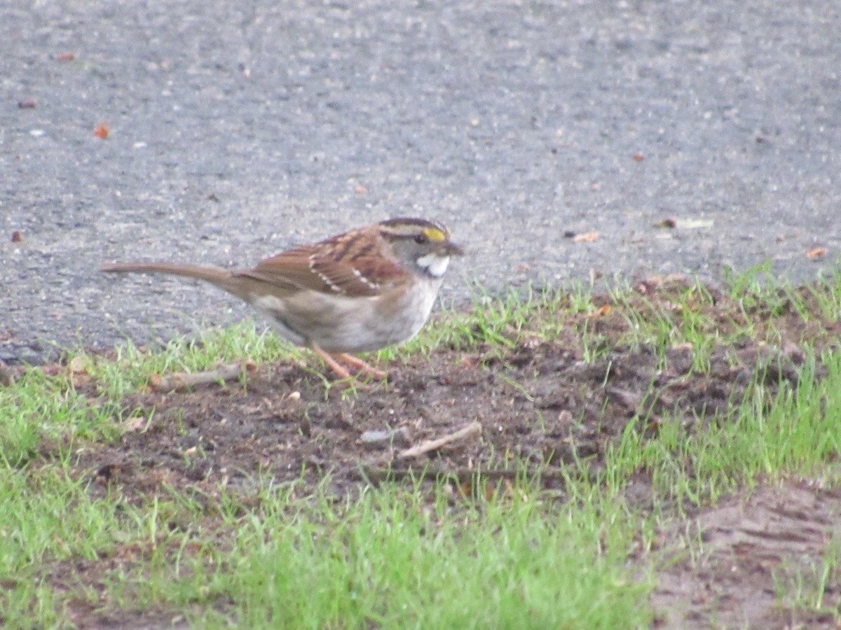 White-throated Sparrow - ML619289966