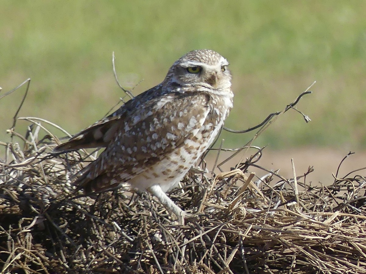 Burrowing Owl - ML619289970
