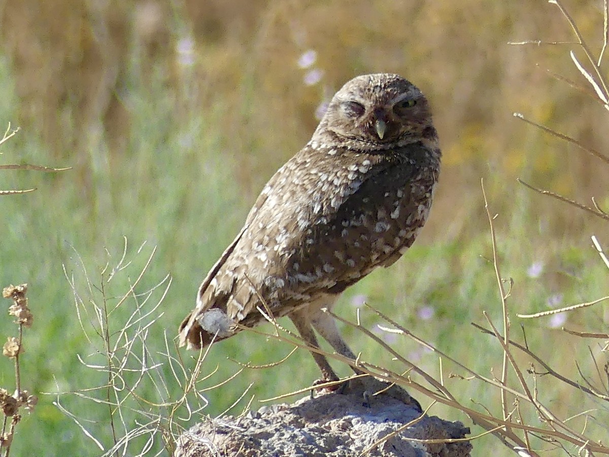 Burrowing Owl - ML619289971