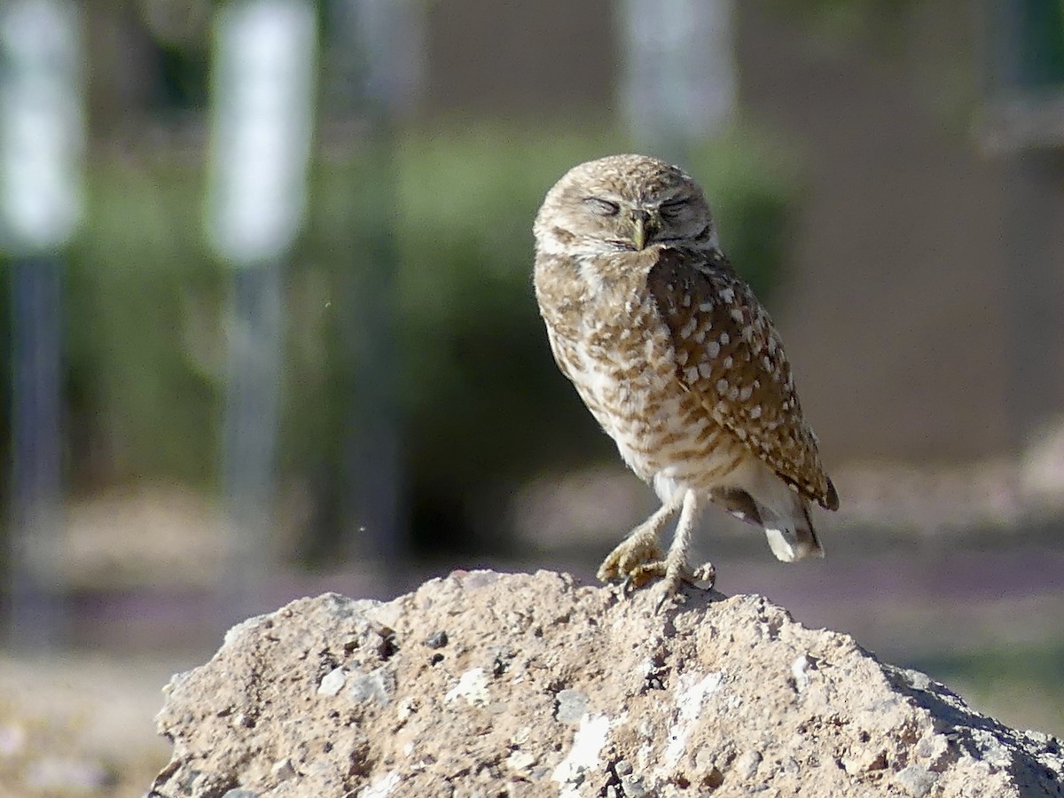 Burrowing Owl - ML619289972