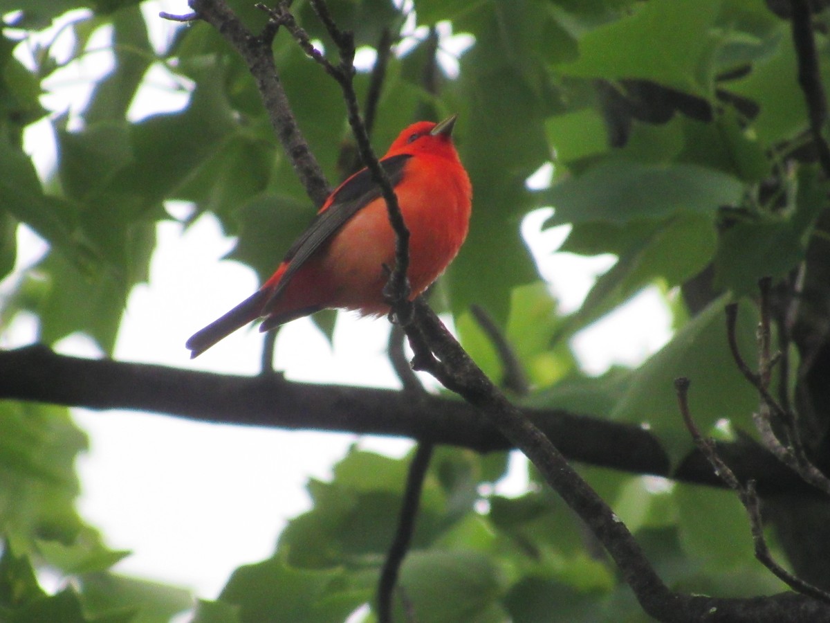 Scarlet Tanager - ML619289976