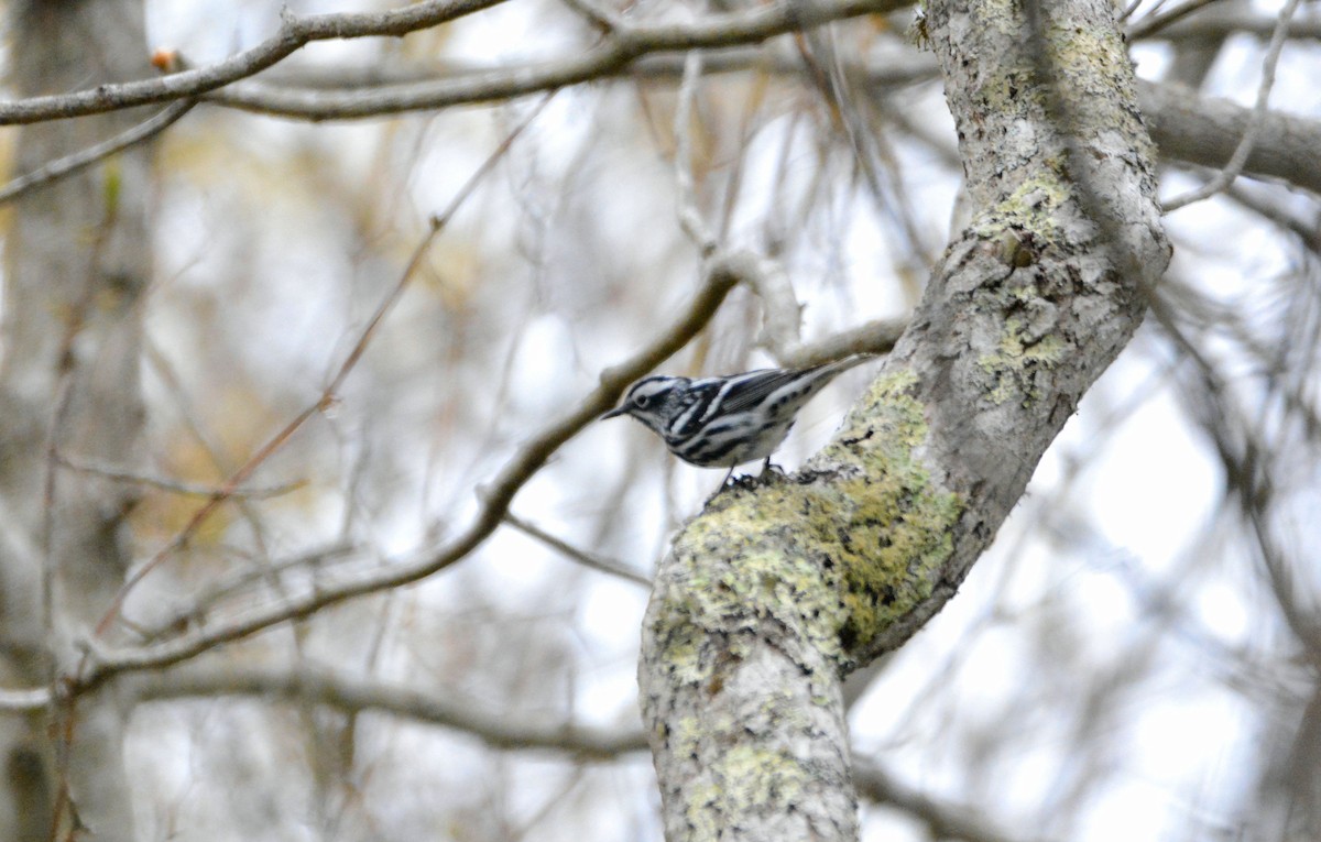 Black-and-white Warbler - ML619289995